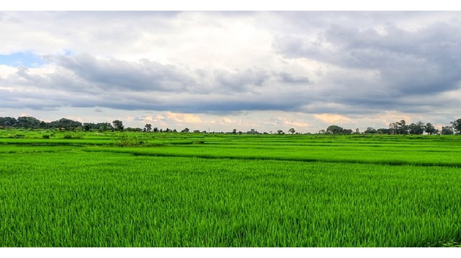 20,000 Bhola farmers get agri incentives 