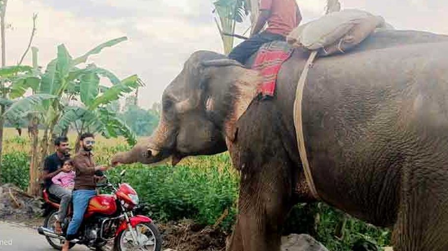 2  jailed for extortion by using elephant