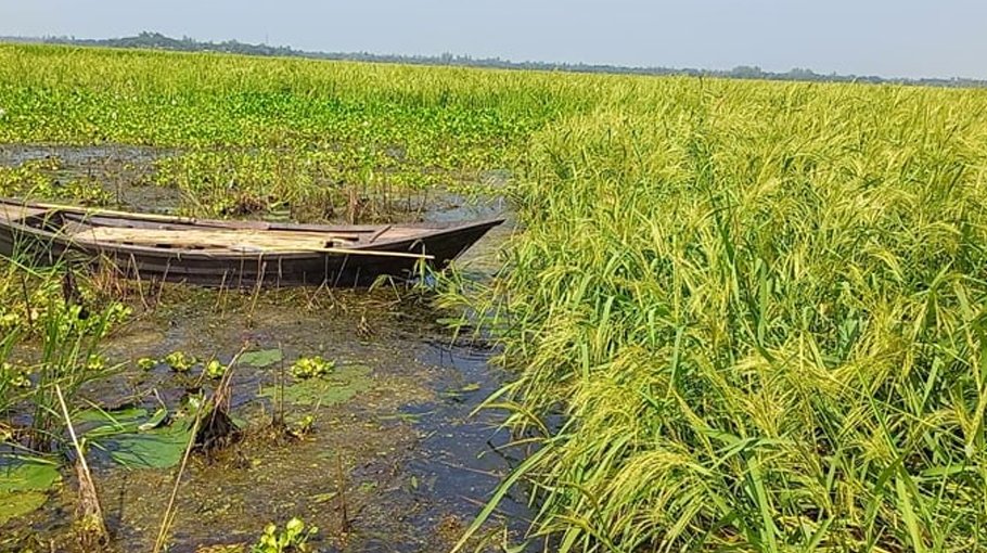 24,620 hectares of land brought under jute cultivation in Gopalganj