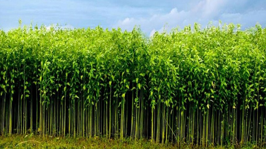 4,765 hectares of land brought under jute   cultivation in Manikganj
