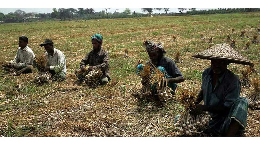 Bumper garlic output, fair price cheer Bera farmers 