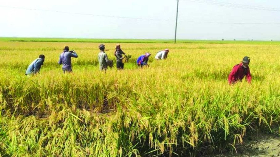 Nabinagar farmers happy with Boro paddy yield 