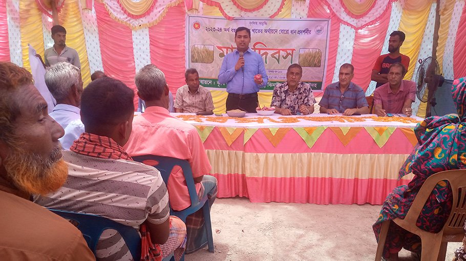 ‘Bangabandhu paddy’ gains popularity among Jhenaidah farmers 