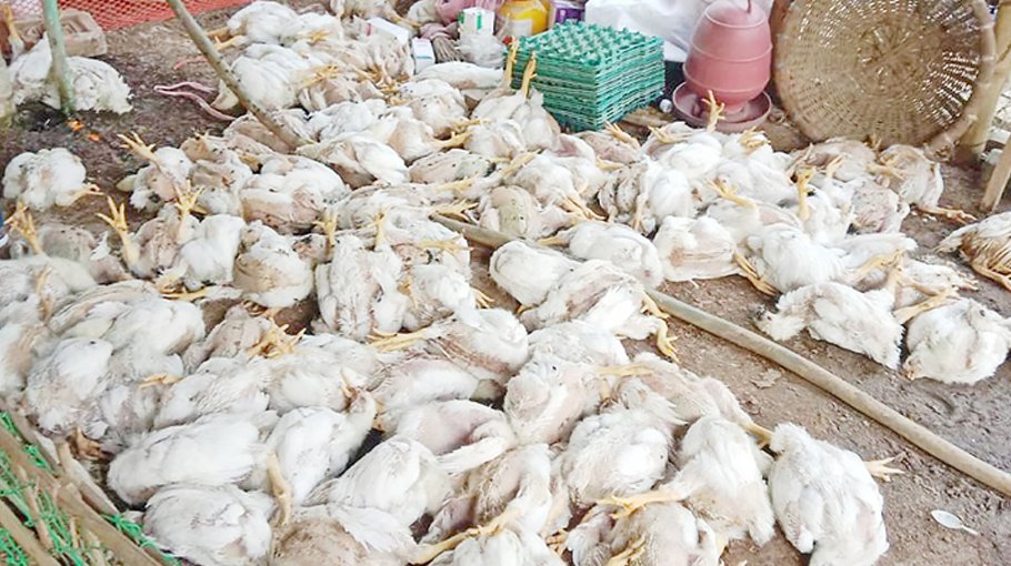 ‘1 lakh chicken dying everyday amid heatwave’