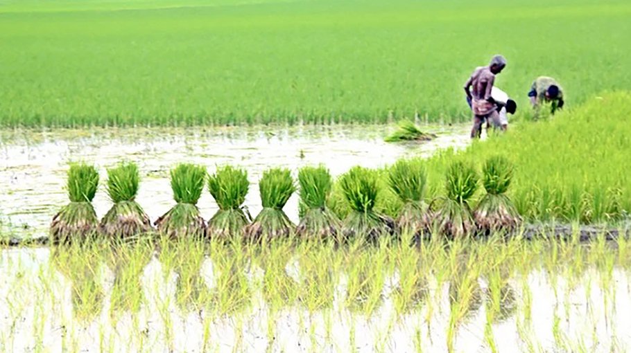 6,500 Cumilla farmers to get stimuli for Aush farming