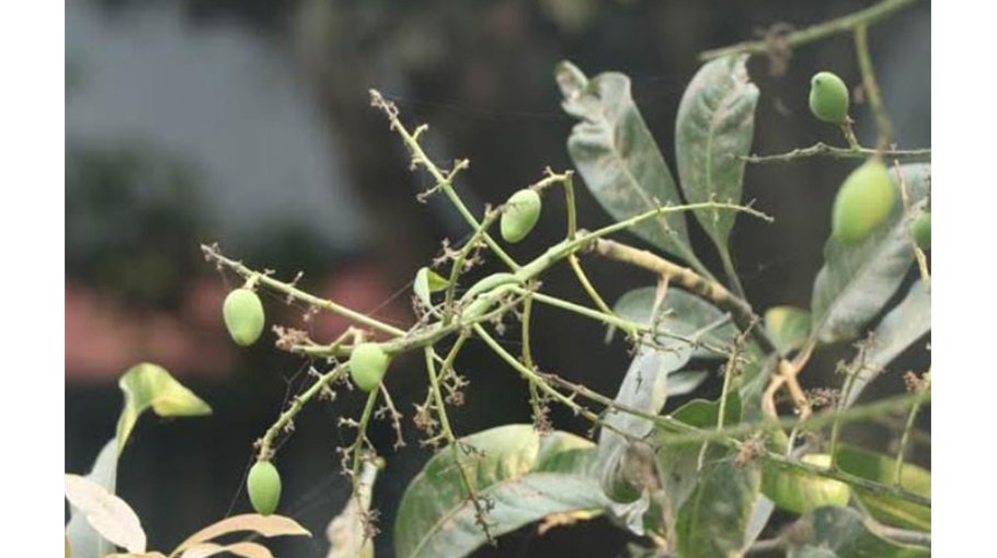 Prolonged heat wave frustrates  mango farmers in Rajshahi
