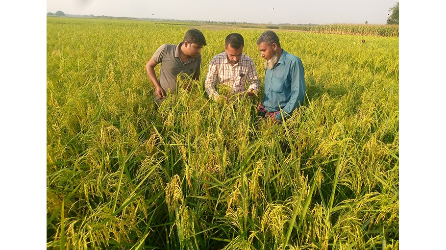 BINA 25 brings ray of hope  among Jhenaidah farmers
