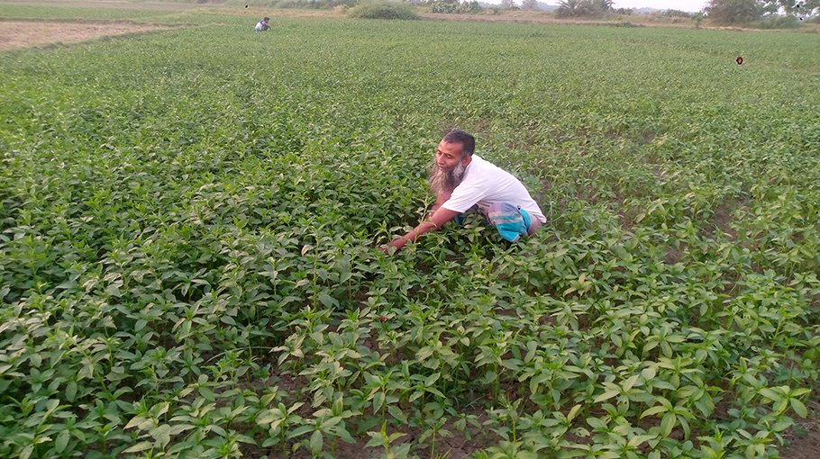 Jhenaidah farmers reluctant to cultivate jute