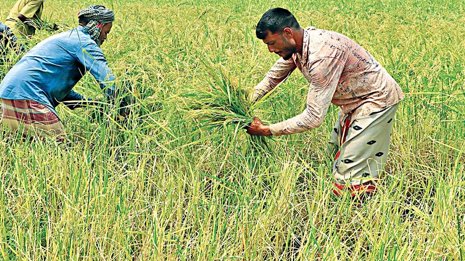 Synchronized Boro harvesting starts in Jhenaidah