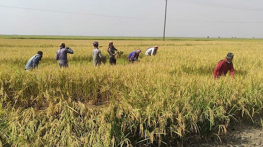 Local Boro harvest on in full swing in Manikganj char areas