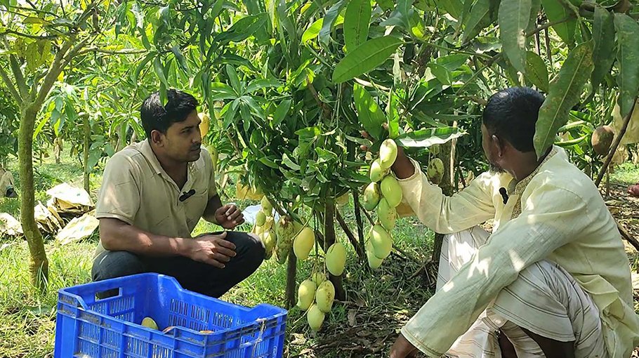 Bari mango growers see success in Jashore