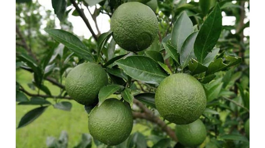 Citrus fruit cultivation becomes  boon to Rajshahi people