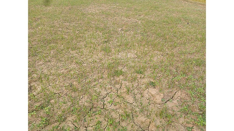 Drought disappoints sesame farmers in Jhenaidah
