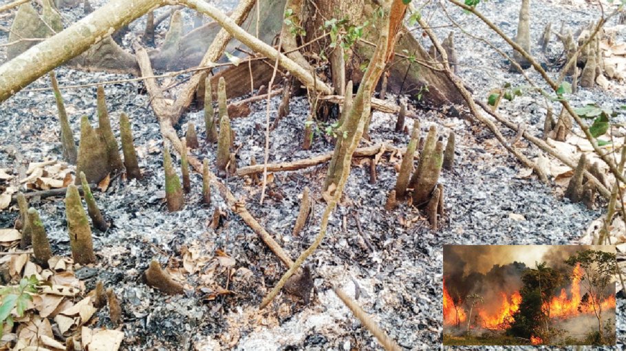 Blaze devastates Sundarbans
