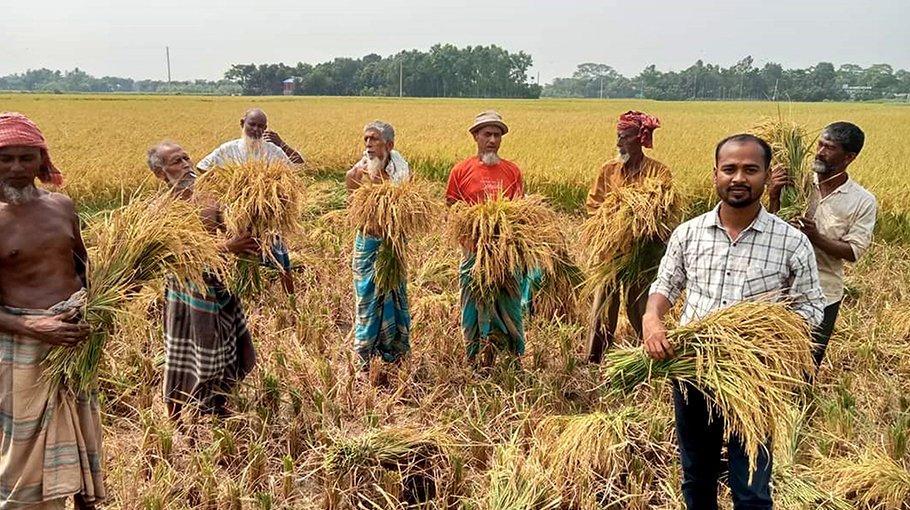 New rice varieties bring a ray of  hope for Nabinagar farmers