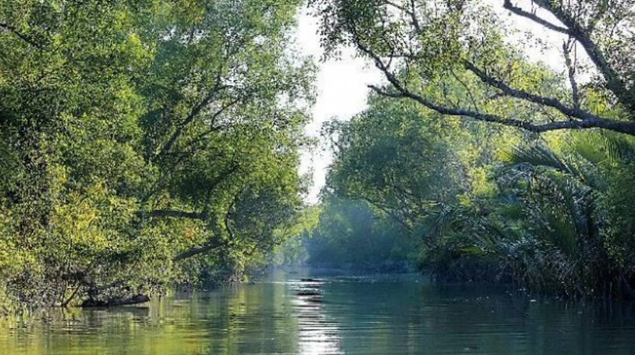 Stringent vigilance can save Sundarbans: Experts