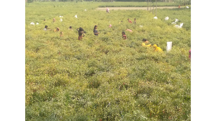 Chilli growers incur loss as drought hits Panchagarh