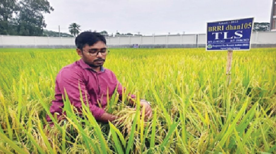 BRRI innovates anti-diabetic rice variety