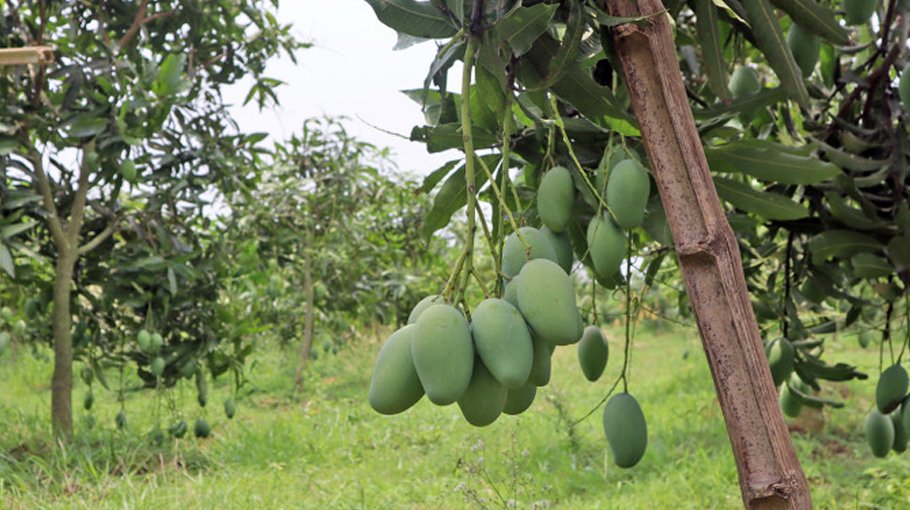 Mango harvesting officially begins   in Satkhira