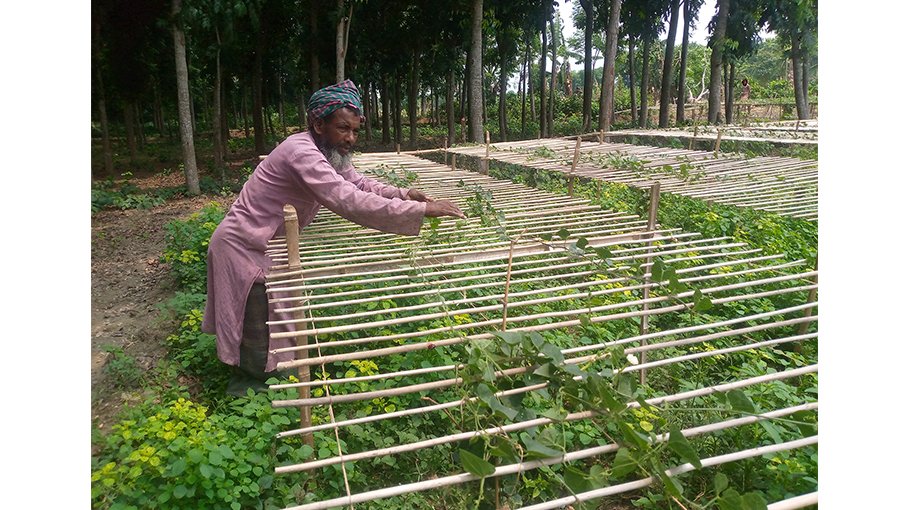 Rain cheers farmers, people  in Jhenaidah