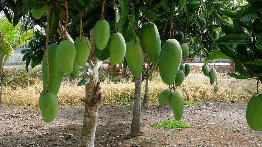 Jhenaidah sees drop in mango yield this year