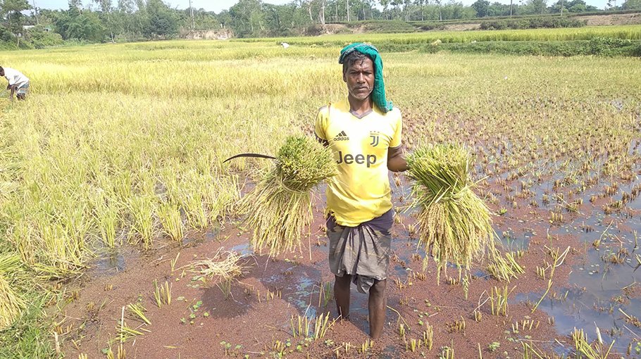 Tentulia farmers, happy with bumper Boro production sad about low prices