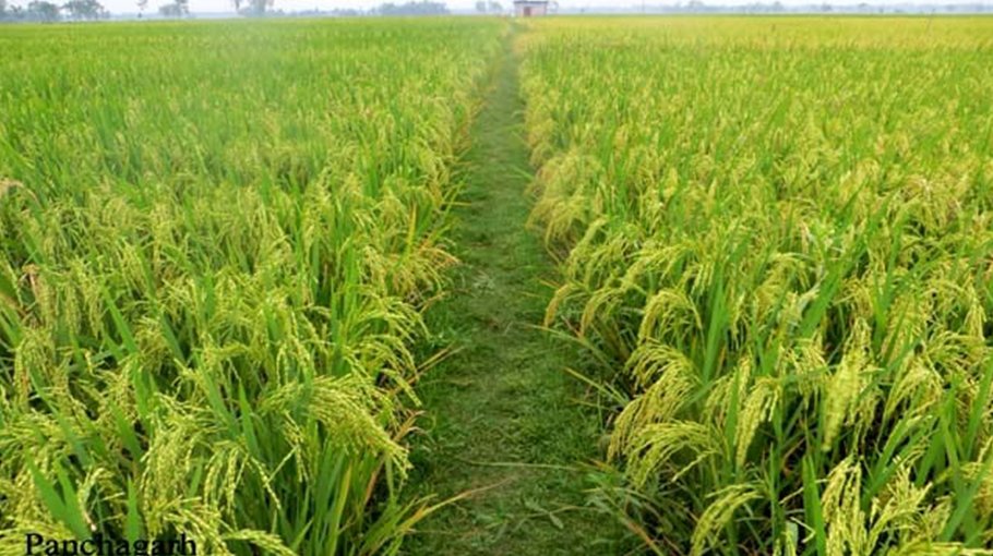 Panchagarh growers expecting bumper output of Boro