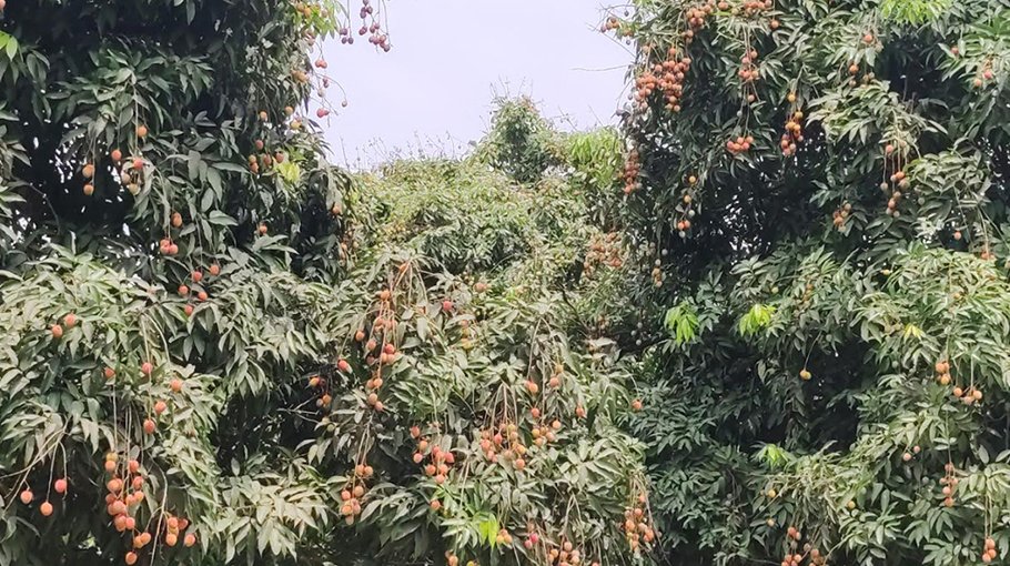 Dinajpur lichi to hit markets in a week