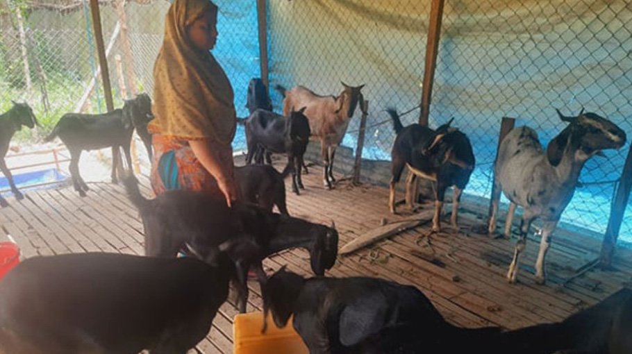 Goat rearing earns fortune for  Rajshahi poor families
