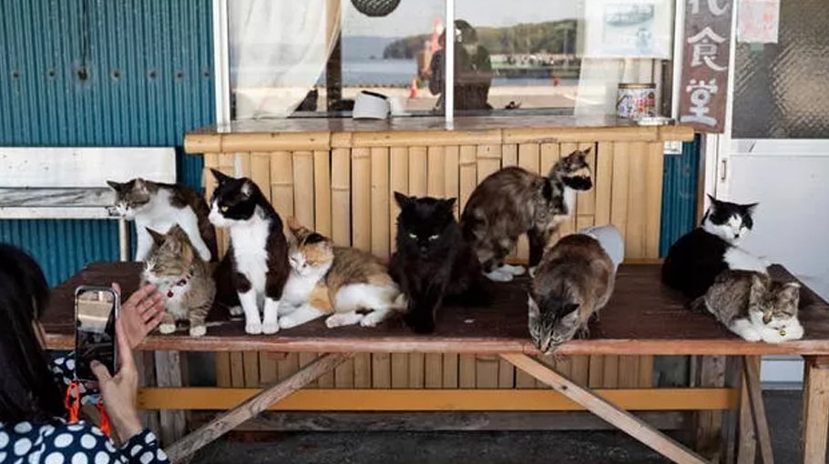 Shrine honours cats at a Japanese island 