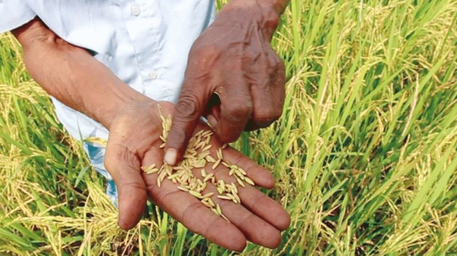 Heatwave hits  farming,  fisheries