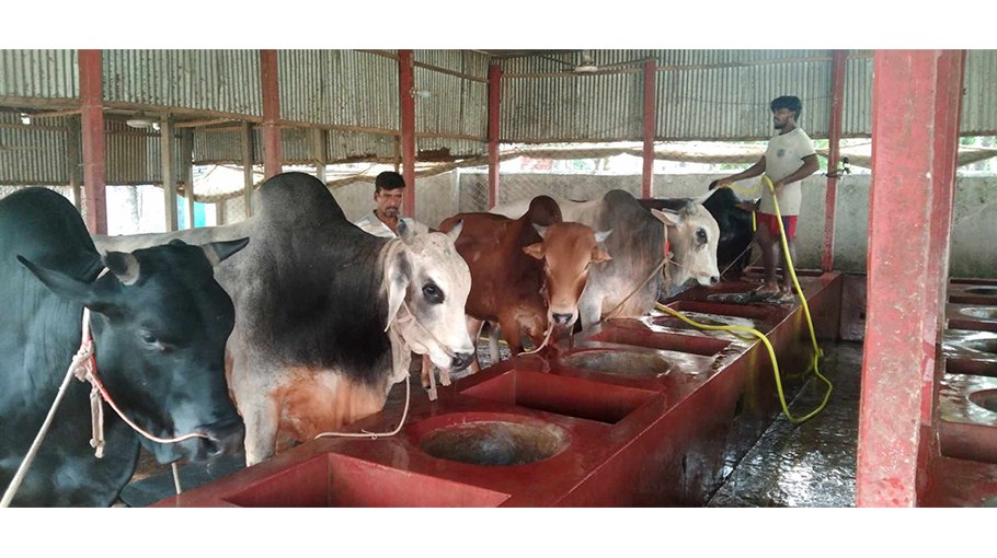 1.20 lakh sacrificial animals ready in Kishoreganj
