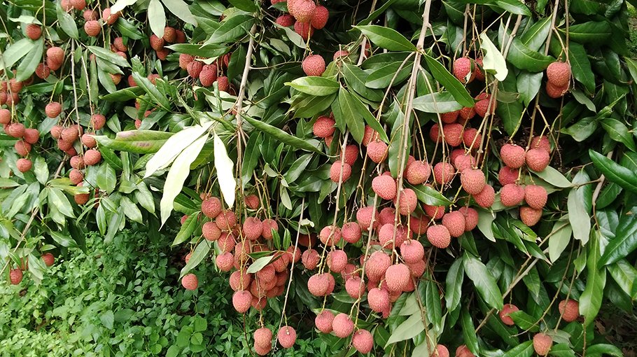 Pabna witnesses  low litchi yield  