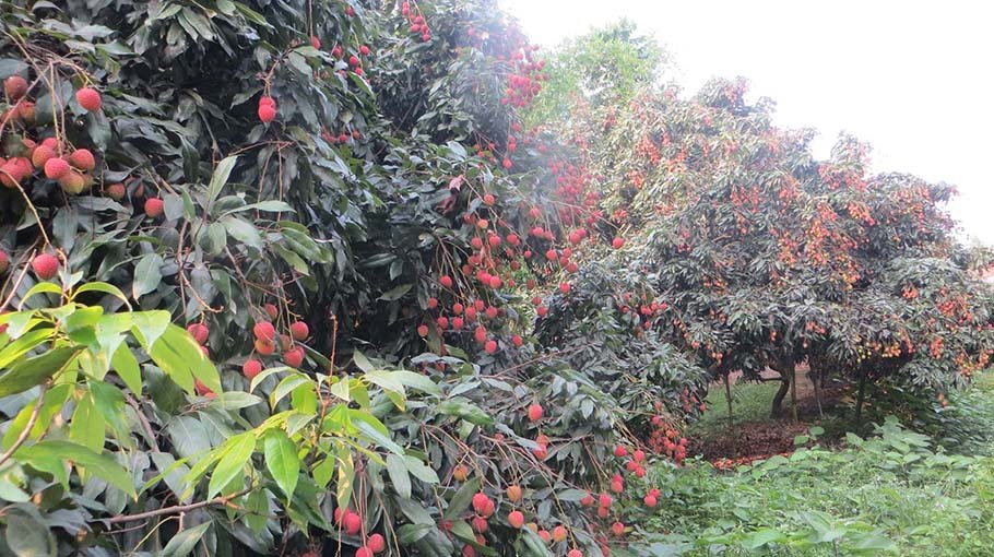 Bumper litchi production in Panchagarh
