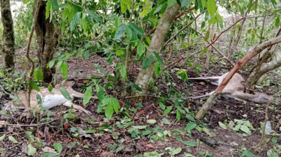 Animal death toll in Sundarbans climbs to 111