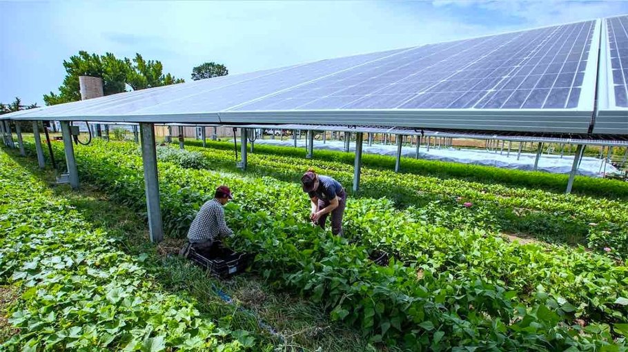 Veg farming  now beneath   solar panels
