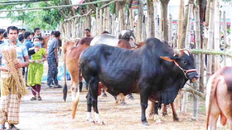 SC upholds HC order not allowing cattle market at Aftabnagar