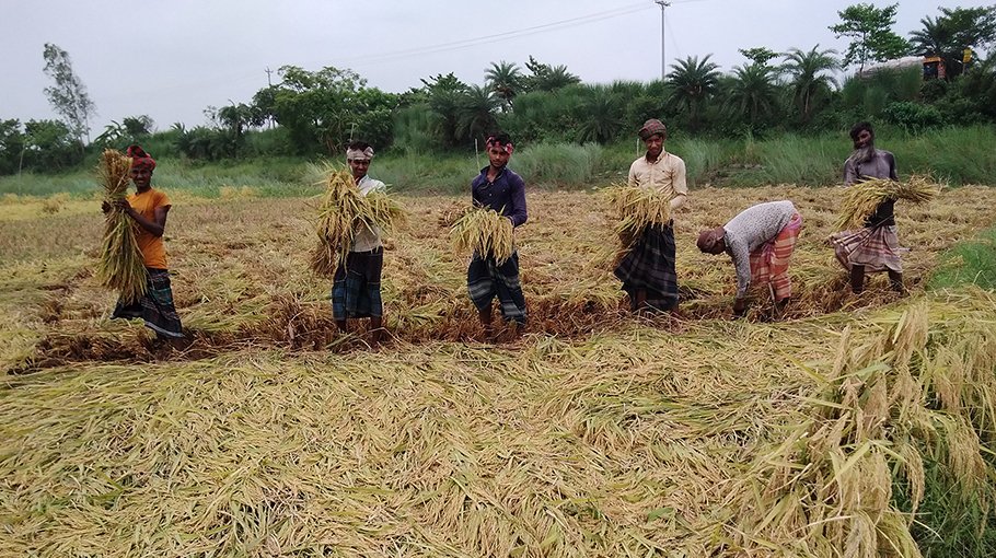 Boro farmers happy over good yield in Pabna