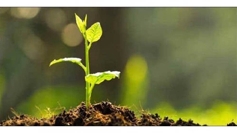 National Tree Plantation Campaign begins today