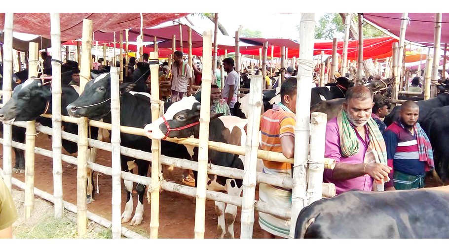 Over 33,000 surplus sacrificial animals in Ishwardi 