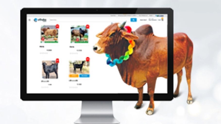 ‘Online cattle market to be monitored to prevent  cyber fraud’