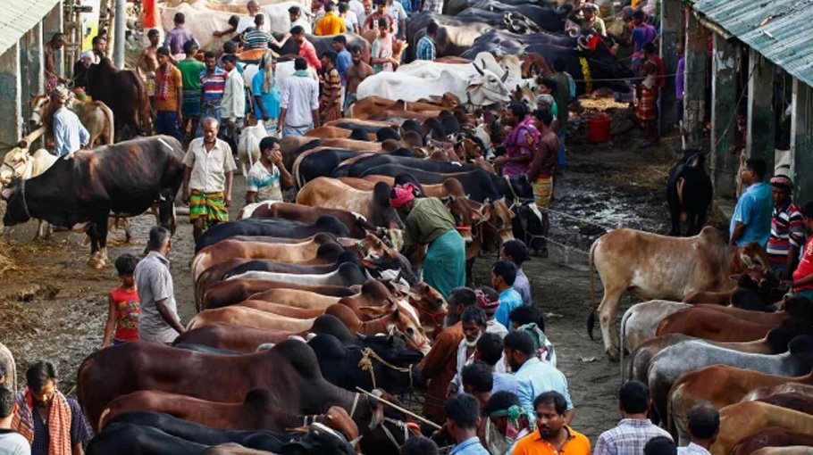 No shortage of  sacrificial animals  in country