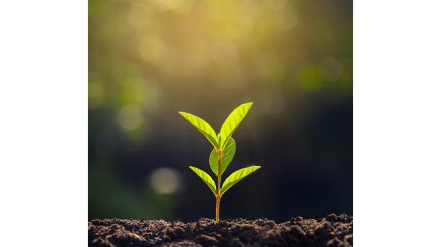 Dinajpur DC urgs everyone to plant trees 