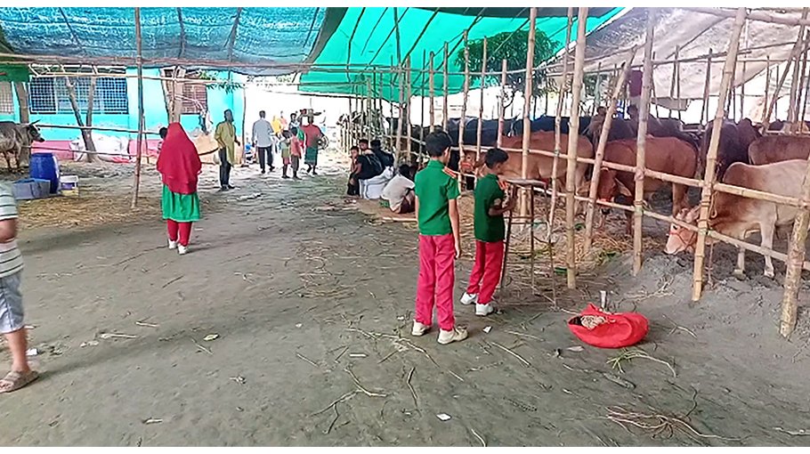 Cattle market set up illegally on primary school ground  in Munshiganj 