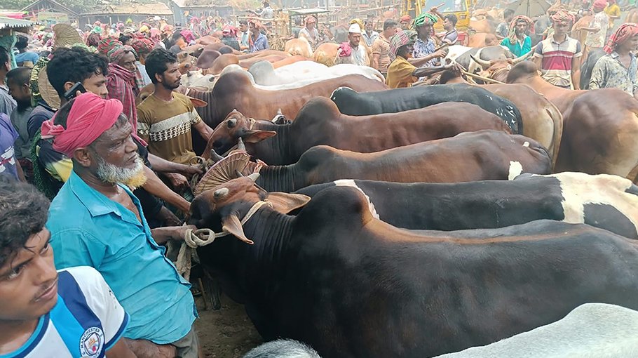 Cattle sale gets momentum in Chuadanga