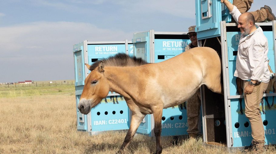 Wild horses return to Kazakh plain after centuries