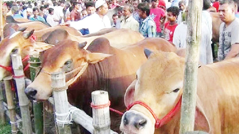 Sacrificial cattle sale gain momentum in capital, price reasonable