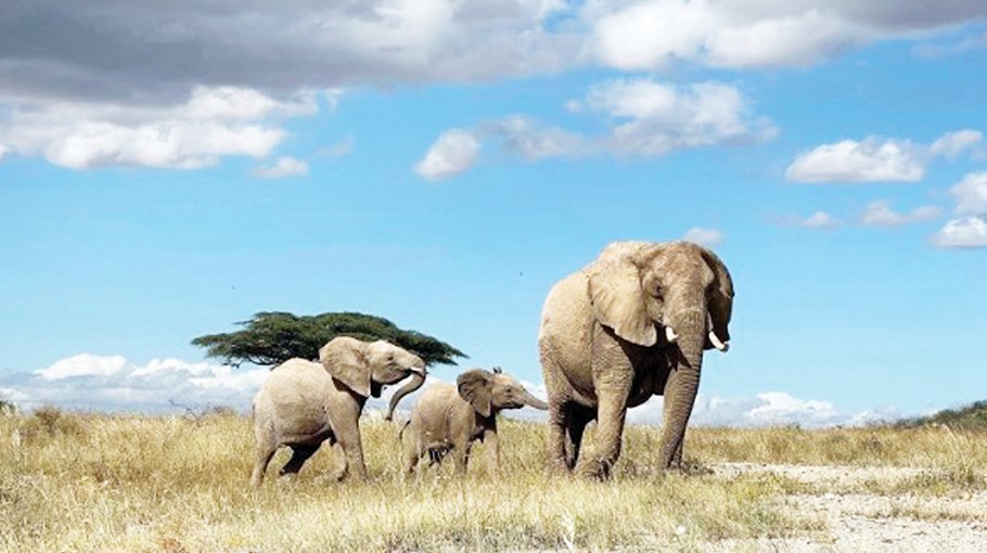 African elephants call each other by unique names