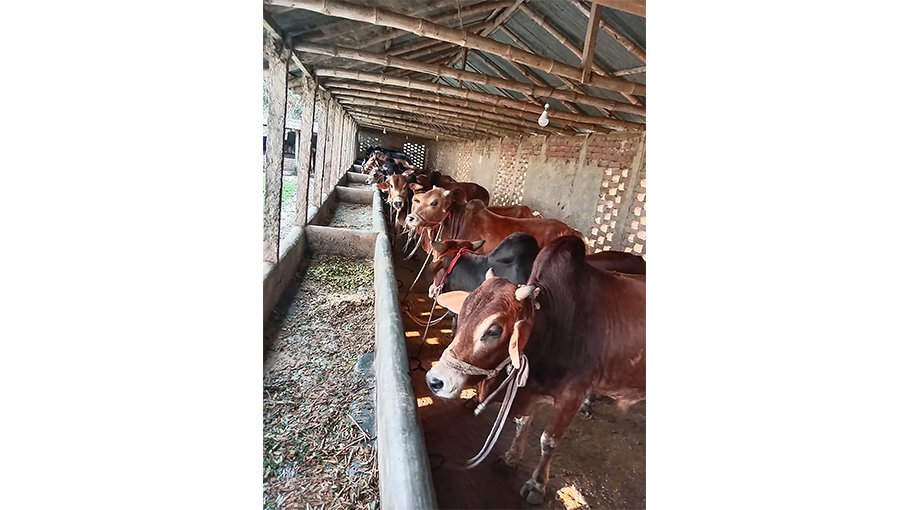 Jhenaidah farmers suffer huge losses as nearly half of cattle remain unsold