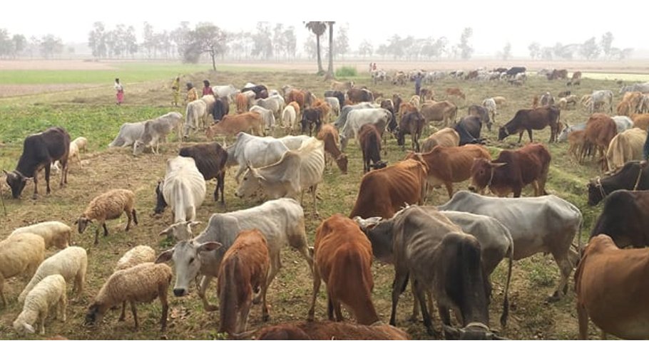 Rajshahi becomes self-sufficient   in milk, meat production